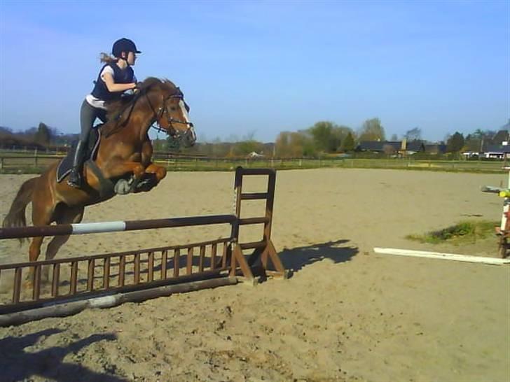 New Forest Adeleide -B-pony SOLGT - Springtræning! :) billede 11