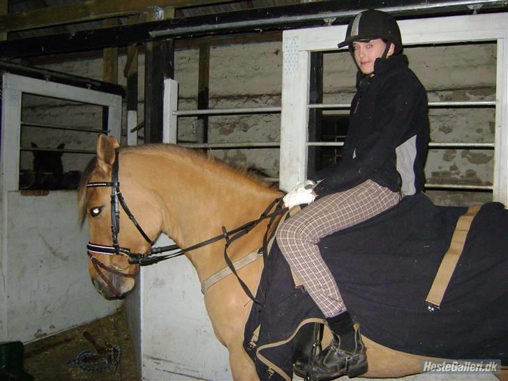 Anden særlig race Julie - på ved ud for a springe i vinter , billede 1