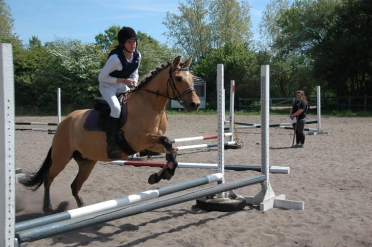 Anden særlig race Julie - første stævne le, o8 i halsrideklub billede 2