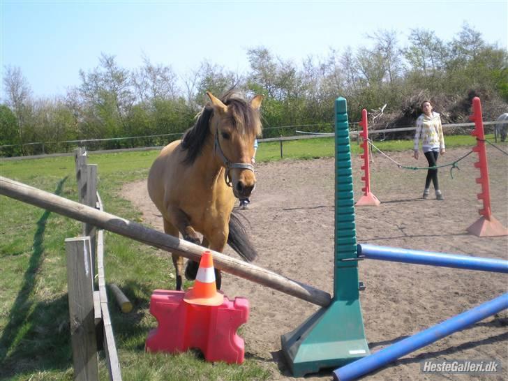 Anden særlig race Julie - hun vil gerne have noqet udfordrinq hva kan man ellers siqe  billede 3