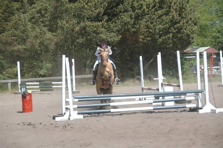 Anden særlig race Julie - stævne lc o8 hals rideklub. billede 5