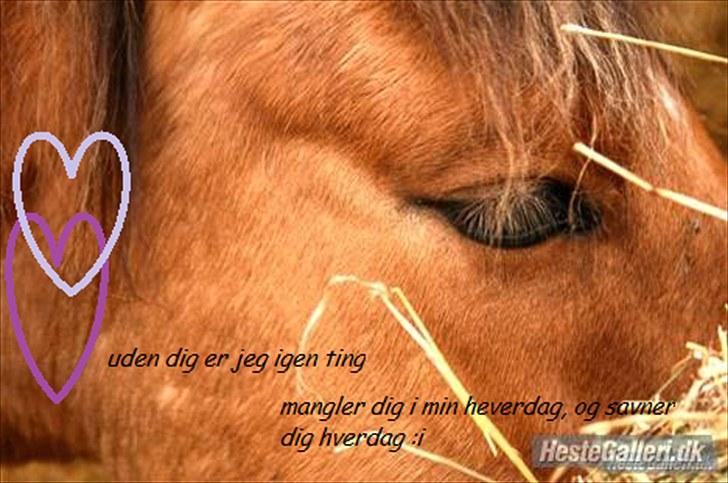 Anden særlig race Julie - uden diiq r jeq ingwn ting ;i <3 Elske diiq julie  billede 6