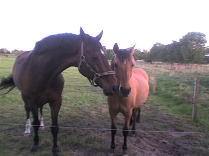 Anden særlig race Julie - cv og Julie! <3 billede 7