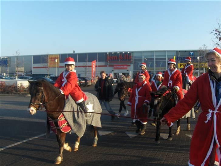 New Forest Malte billede 7