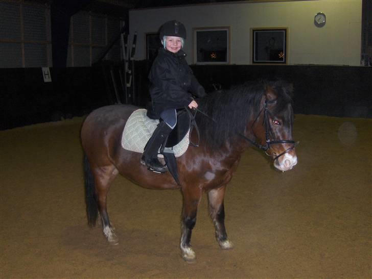 New Forest Malte billede 8