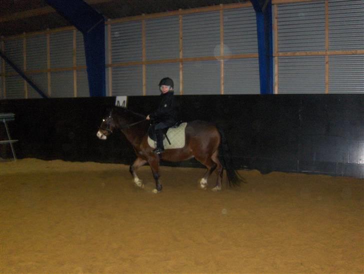 New Forest Malte billede 9