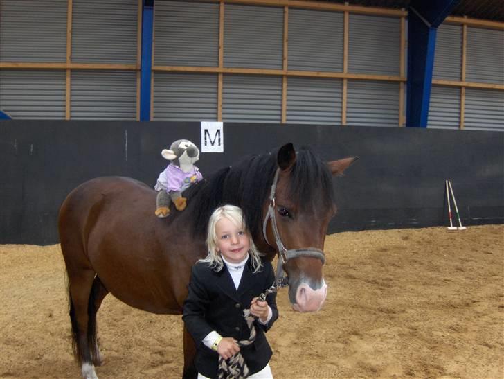 New Forest Malte billede 10