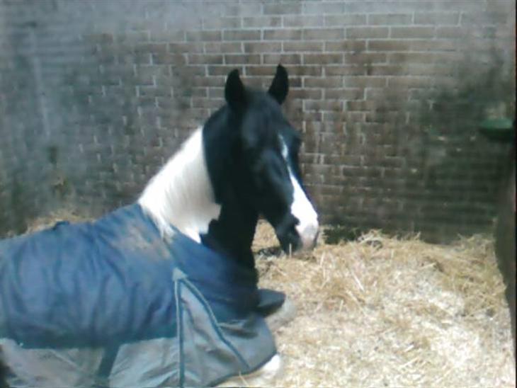 {{currentPhoto.altText}} billede {{currentPhoto.number}}