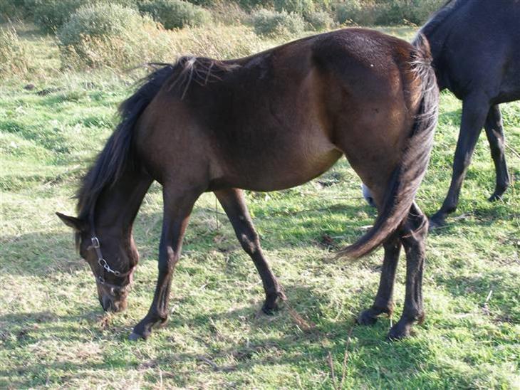 {{currentPhoto.altText}} billede {{currentPhoto.number}}