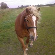 Haflinger Alf