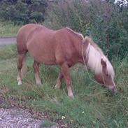 Haflinger Alf