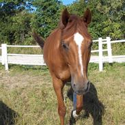 Dansk Varmblod Gaston