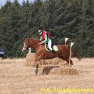 Welsh Pony af Cob-type (sec C) Tim *SOLGT*