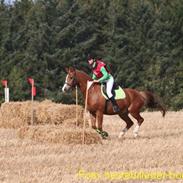 Welsh Pony af Cob-type (sec C) Tim *SOLGT*