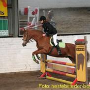 Welsh Pony af Cob-type (sec C) Tim *SOLGT*