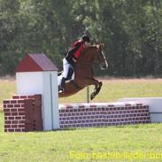 Welsh Pony af Cob-type (sec C) Tim *SOLGT*