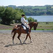 Dansk Varmblod Gaston