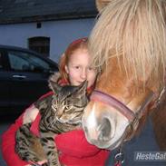 Islænder Laufa fra Pilbrodalen