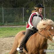 Islænder Laufa fra Pilbrodalen