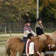 Islænder Laufa fra Pilbrodalen