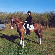 Welsh Cob (sec D) felix (Himmelhest)