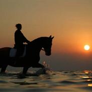 Dansk Varmblod Campari Mårsø 