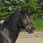 Welsh Cob (sec D) **Østervangs Avanti**<3