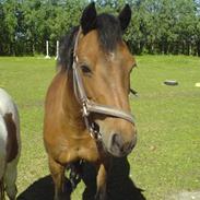 Welsh Mountain (sec A) Ticky (blevet aflivet)