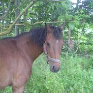 Welsh Mountain (sec A) Ticky (blevet aflivet)