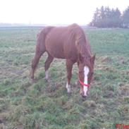 Anden særlig race Walther R.I.P elsker dig