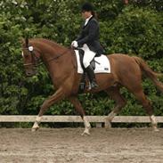 Dansk Varmblod Callaghan