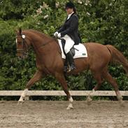 Dansk Varmblod Callaghan