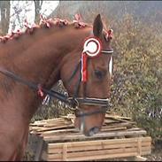 Dansk Varmblod Callaghan