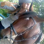 Hollandsk Sportspony Rambrandt