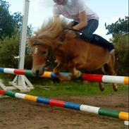 Shetlænder stine's walter (;