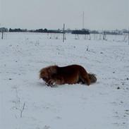 Shetlænder stine's walter (;