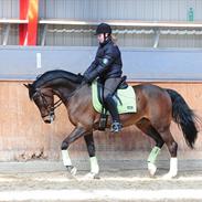 Welsh Cob (sec D) Speyksbosch Honneur