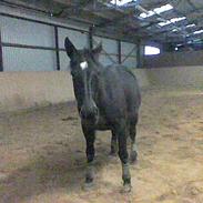 Oldenborg jasmin alias tykke - død