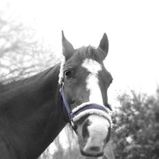 Connemara Sylvia | RIDER IKKE MERE