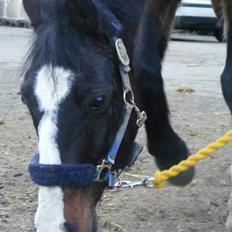 Connemara Sylvia | RIDER IKKE MERE