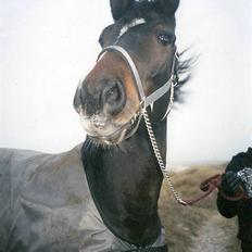 Dansk Varmblod Heslegård's Ludvig