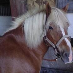 Haflinger Alf
