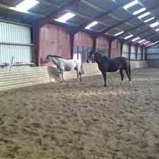 Dansk Varmblod Heslegård's Ludvig