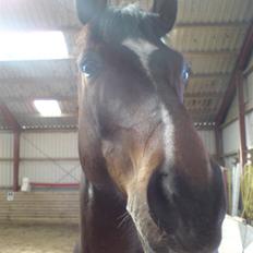 Dansk Varmblod Heslegård's Ludvig