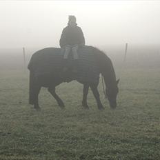 Anden særlig race Mictor<3.