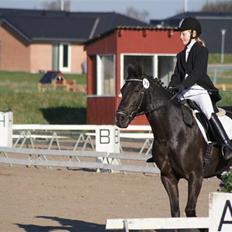 Anden særlig race Mictor<3.