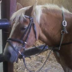 Haflinger Babette
