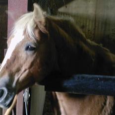Haflinger Babette