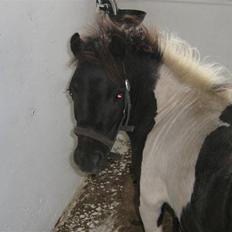 Shetlænder Villa (solgt)