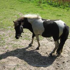 Shetlænder Villa (solgt)